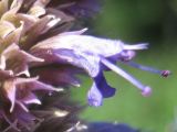 Agastache rugosa