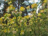 Anthyllis macrocephala