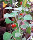 Solanum villosum. Побеги с соплодиями и соцветиями. Испания, Каталония, г. Барселона, сквер возле набережной. 23.06.2012.