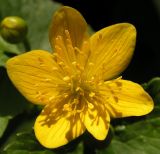 Caltha sibirica