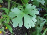 Ranunculus sceleratus