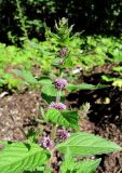 Mentha × verticillata