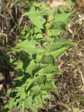 Hieracium robustum