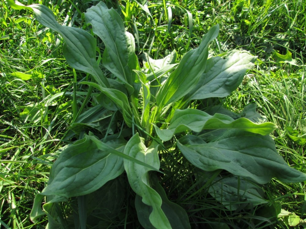 Изображение особи Cynoglossum officinale.