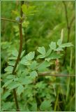 Thalictrum simplex. Часть стебля с листом. Чувашия, окр. г. Шумерля, Кумашкинский заказник, остров. 4 июля 2009 г.