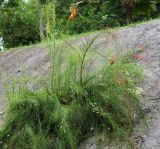 Russelia equisetiformis. Цветущее растение. Таиланд, провинция Краби, г. Краби, парк. 11.12.2013.