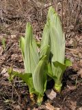 Veratrum dahuricum. Молодые побеги. Приморский край, Спасский р-н, окр. с. Хвалынка. 06.05.2013.