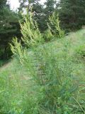 Astragalus galegiformis. Цветущее растение. Ставропольский край, г. Кисловодск, дорога на Малое Седло, на высоте около 1030 м н.у.м. , лужайка на склоне (43°53′56,74″ с.ш., 42°44′53,27″ в.д.). 04.06.2014.