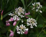 Iberis umbellata