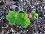 Rubus chamaemorus. Отцветшее растение. Соловецкие острова, остров Большой Соловецкий. 08.07.2014.