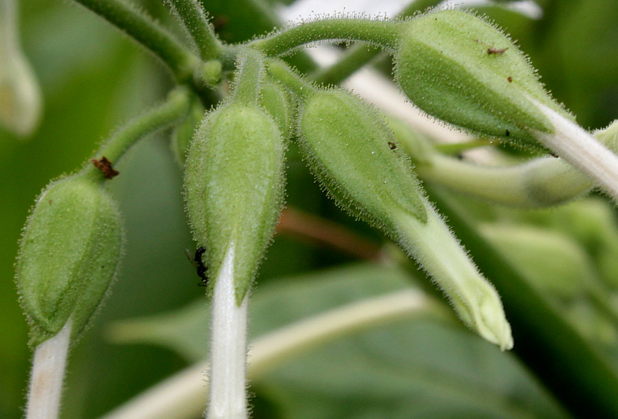 Изображение особи Nicotiana sylvestris.