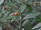 Solanum pseudocapsicum