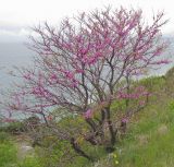 Cercis siliquastrum. Цветущее растение. Краснодарский край, м/о г. Геленджик, посадки вдоль трассы Новороссийск - Геленджик. 10.05.2015.