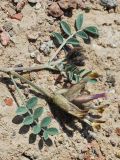 Astragalus ferganensis