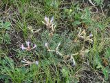 Astragalus angarensis