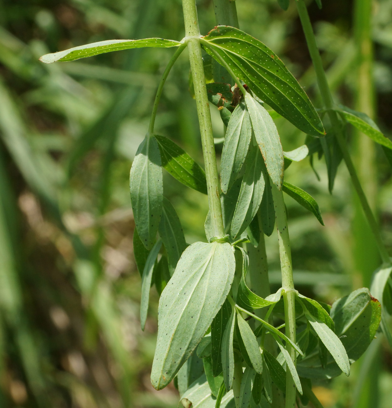 Изображение особи Hypericum perforatum.