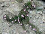 Convolvulus arvensis