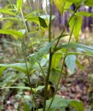 Epilobium adenocaulon