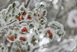 род Malus. Ветвь со зрелыми плодами, укрытыми снегом. Кировская обл., г. Кирово-Чепецк, лесопарк. 23.10.2014.