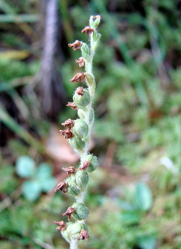 Изображение особи Goodyera repens.