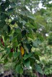 Betula dauurica. Верхушка побега с соцветиями. Приморье, окр. пос. Шкотово, опушка лиственного леса. 17.08.2015.