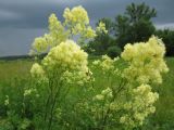 Thalictrum lucidum. Верхушка цветущего растения. Украина, Черкасская обл., Маньковский р-н, с. Буки, Букский каньон, заливной луг в пойме р. Горный Тикич. 11.06.2016.