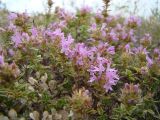 Thymus zheguliensis