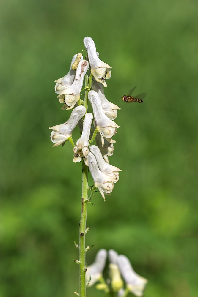 Изображение особи род Aconitum.