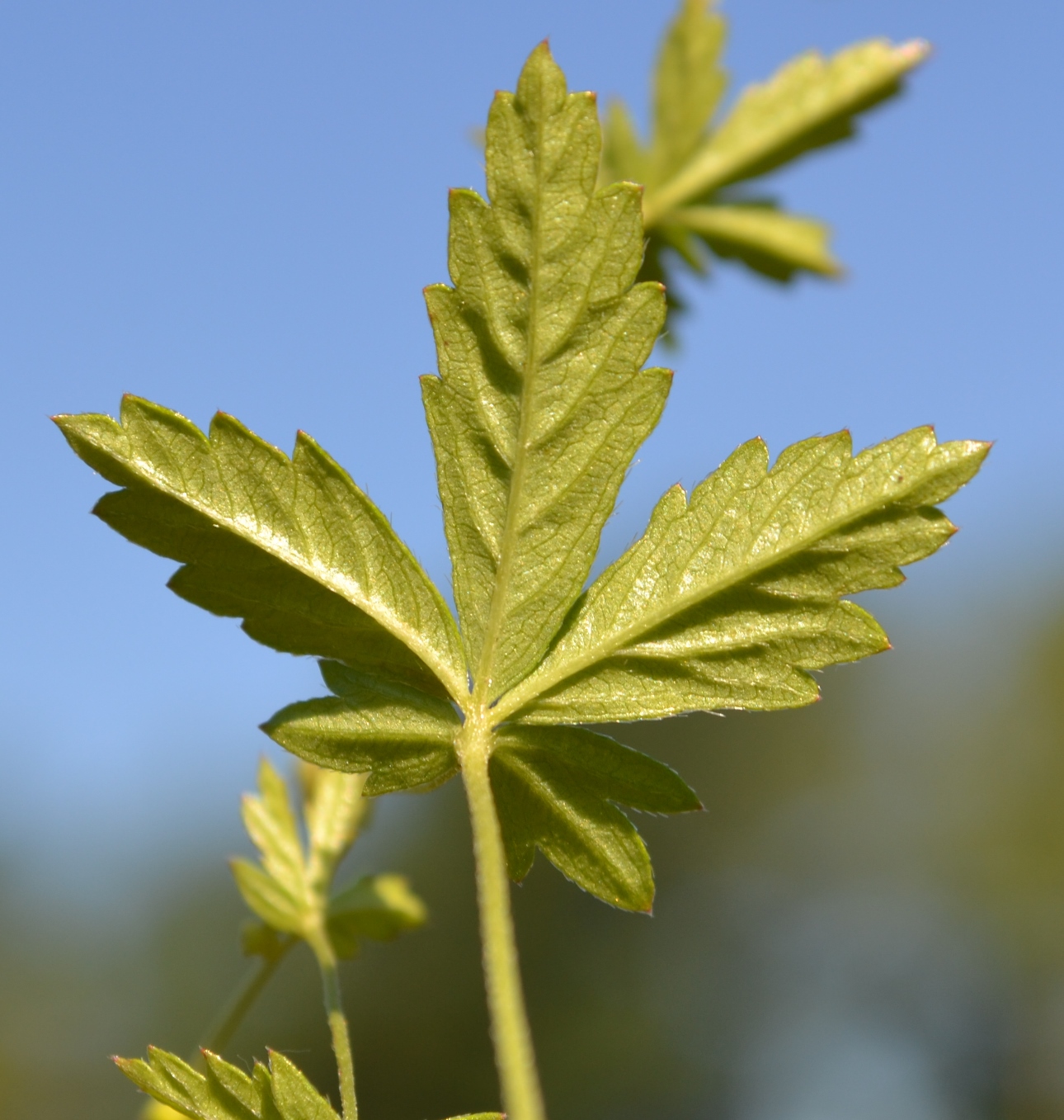 Изображение особи Potentilla erecta.