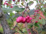 Euonymus europaeus