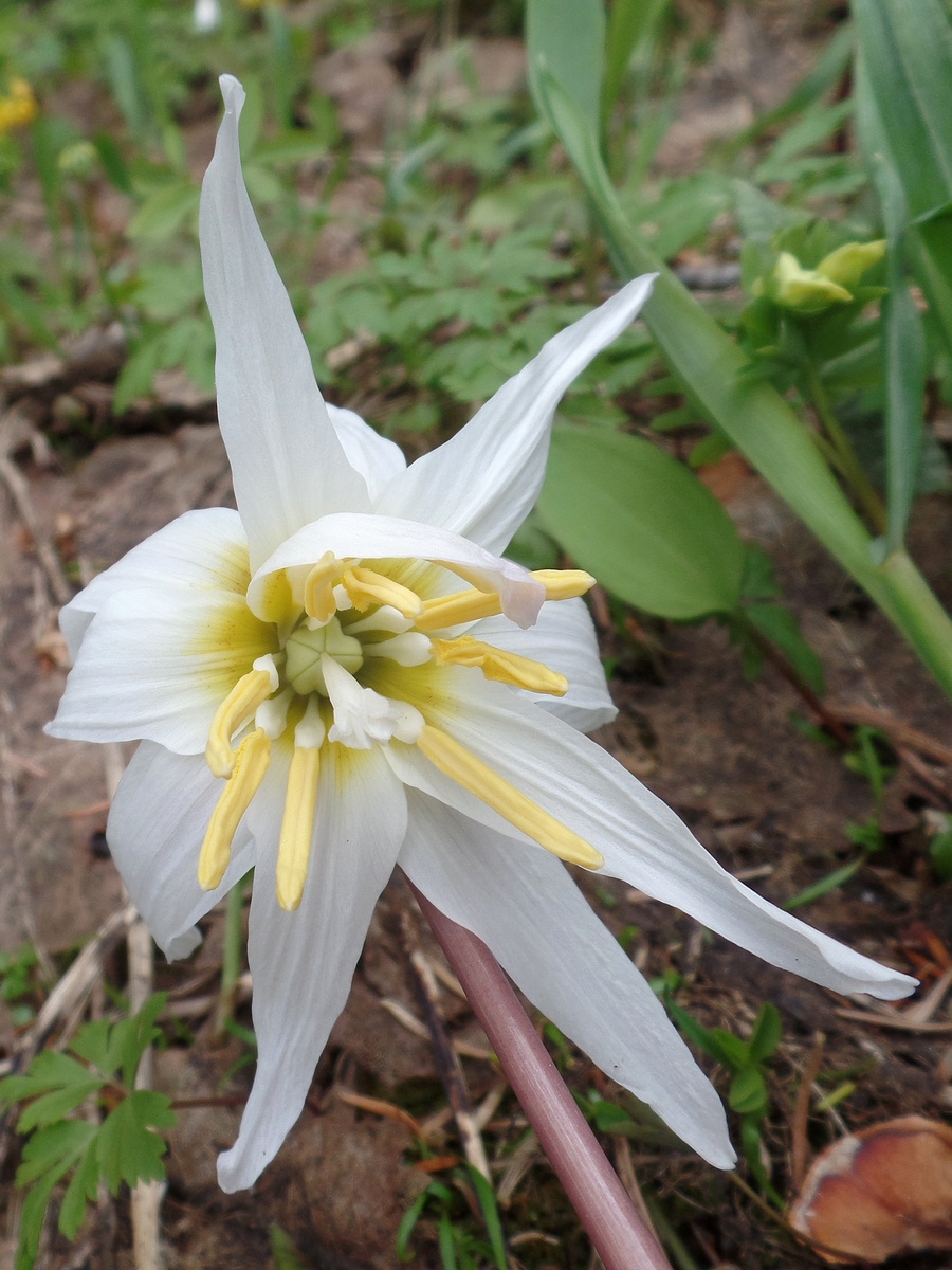 Изображение особи Erythronium sibiricum.