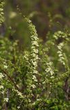 Spiraea hypericifolia