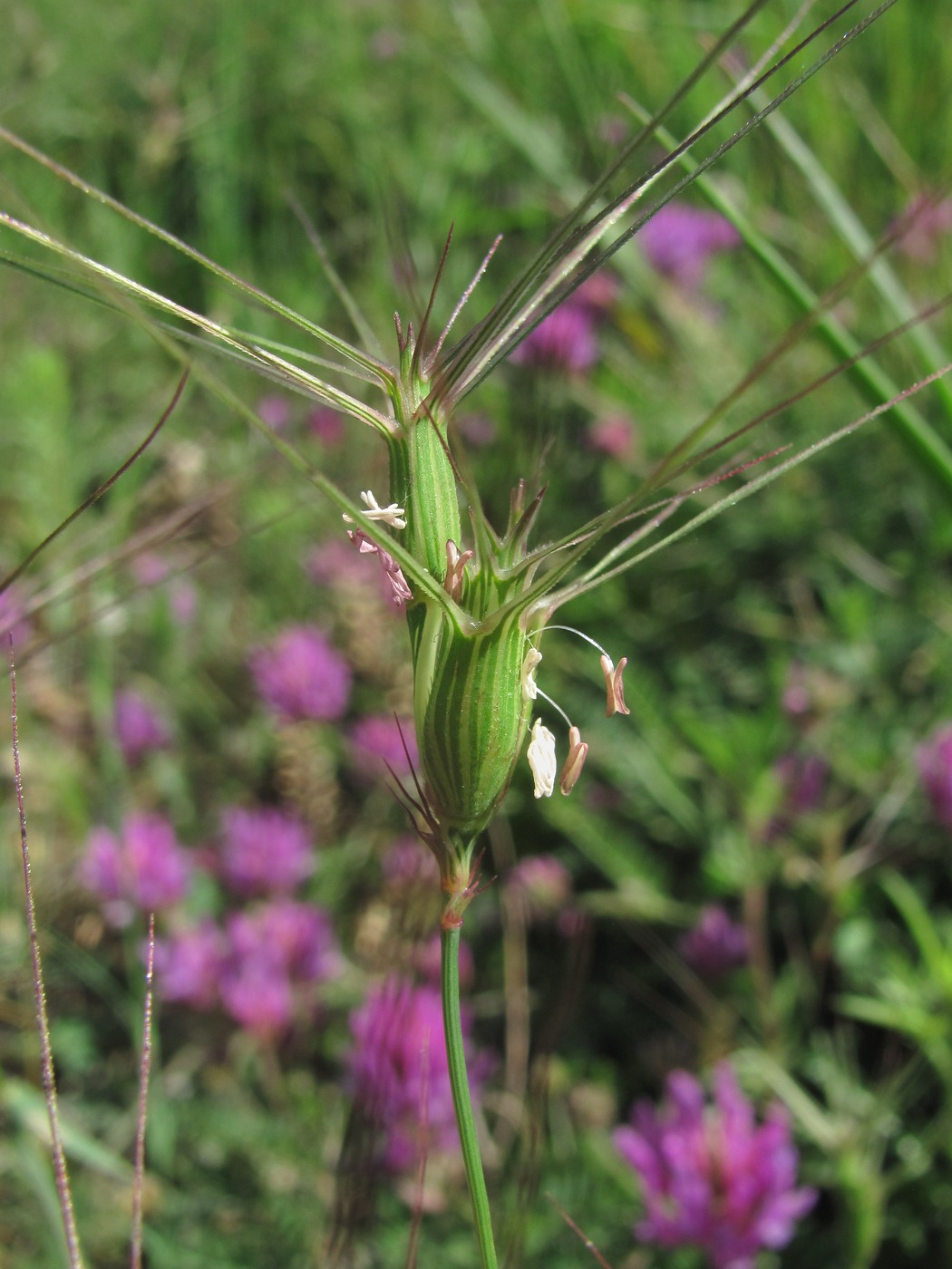 Изображение особи Aegilops biuncialis.