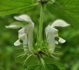 Lamium album ssp. orientale