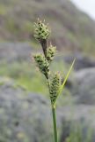 Carex adelostoma. Верхушка цветущего растения. Мурманская обл., Кольский р-н, окр. пос. Лодейное, ручей, вытекающий из Малого Батарейского оз., в каменистом русле. 20.07.2017.