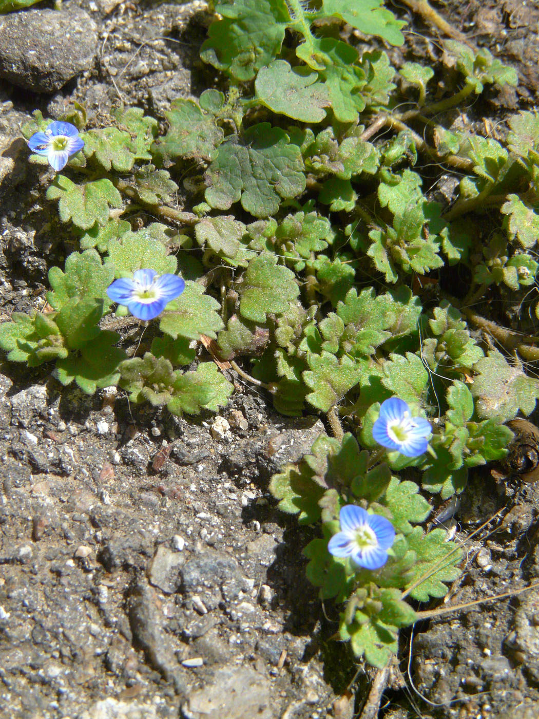 Image of Veronica persica specimen.