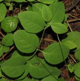 Lonicera caprifolium