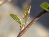 Cotoneaster lucidus