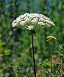 Laserpitium hispidum. Соцветие. Краснодарский край, Сочи, Лазаревский р-н, Уч-Дере, на краю железнодорожной насыпи. 09.07.2017.