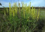 Astragalus asper