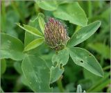 Trifolium pratense. Нераспустившееся соцветие. Чувашия, окр. г. Шумерля, Низкое поле. 30 мая 2010 г.