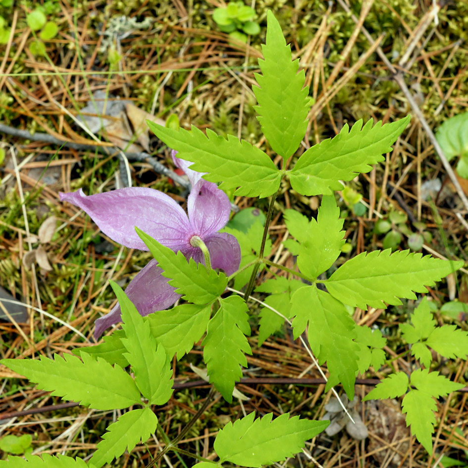 Изображение особи Atragene ochotensis.