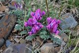 Oxytropis intermedia