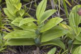 Polygonatum humile. Побеги с созревающими плодами. Сахалинская обл., Томаринский р-н, окр. г. Томари, средняя часть склона сопки южной экспозиции вблизи синтоистского храмового комплекса. 29.07.2017.