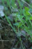 Arabidopsis thaliana