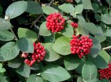 Viburnum lantana. Верхушки веточек с незрелыми соплодиями. Самара, Ботанический сад СамГУ. 05.08.2008.