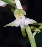 Platanthera chlorantha