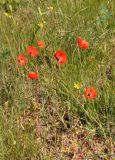 Papaver laevigatum. Цветущие растения. Крым, Караларский природный парк, долина р. Сююрташ, степь. 09.05.2021.