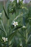 Lithospermum officinale