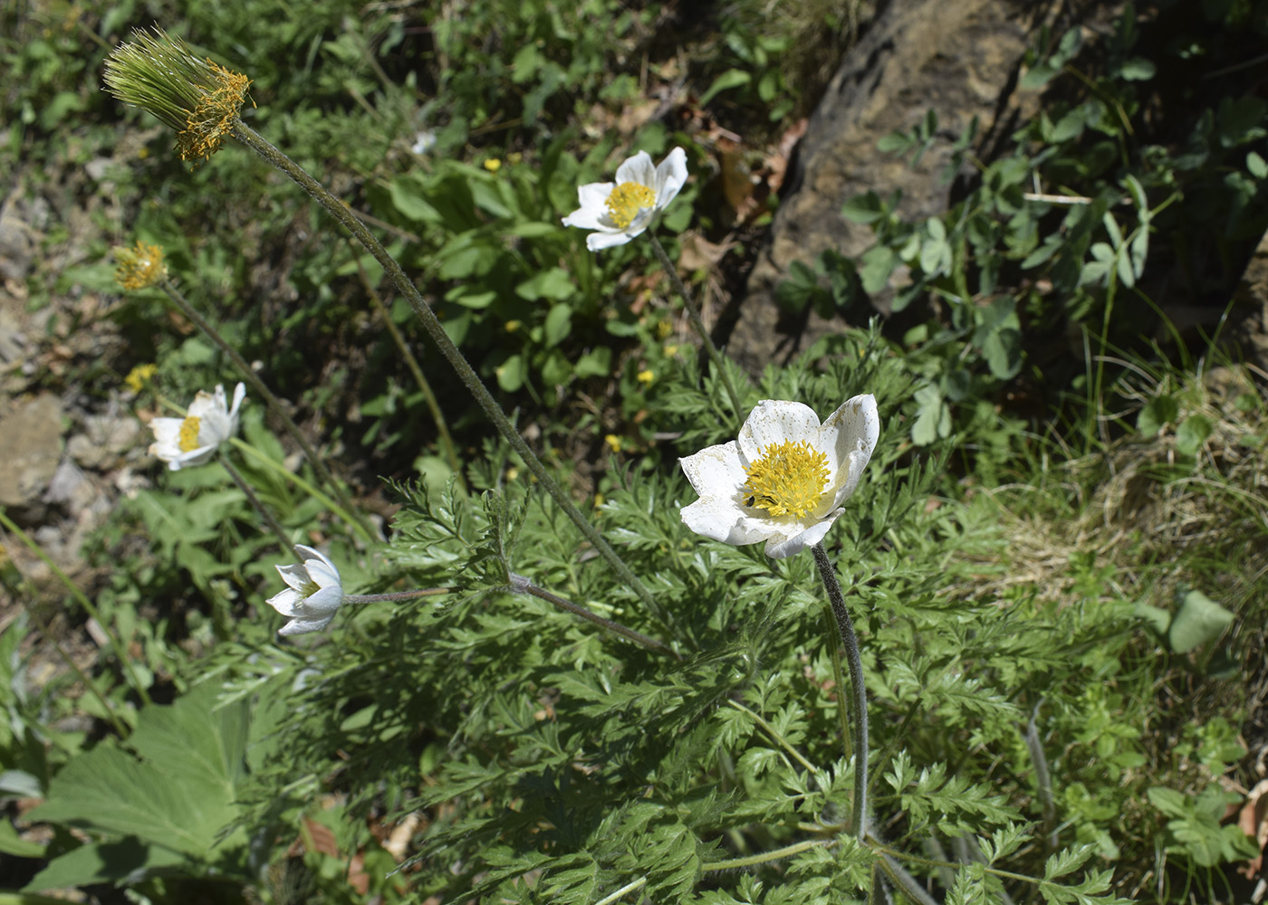 Изображение особи Pulsatilla alpina.